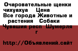 Очаровательные щенки чихуахуа  › Цена ­ 25 000 - Все города Животные и растения » Собаки   . Чувашия респ.,Шумерля г.